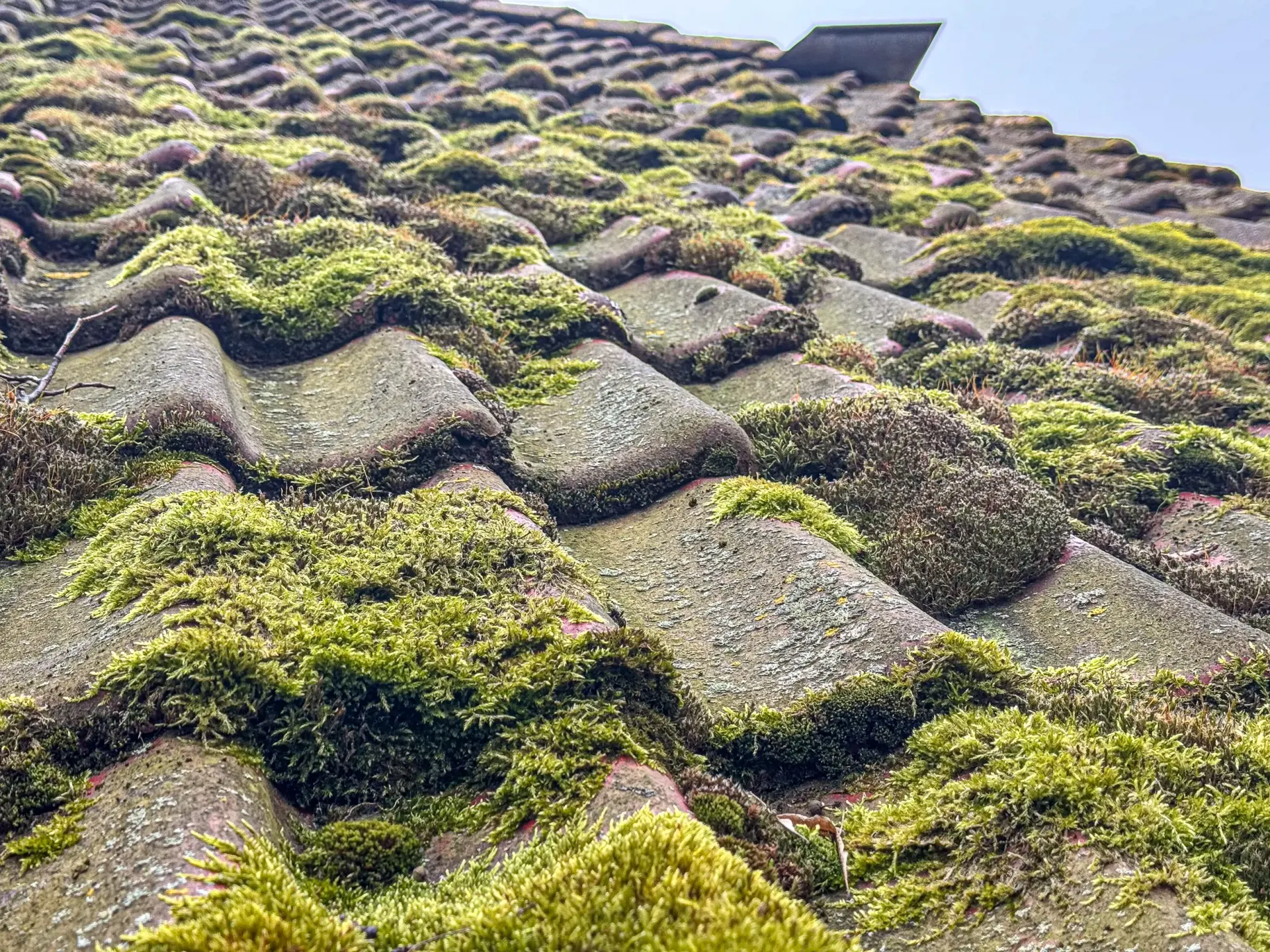Haus Ostseenixe Detail 2